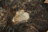 Polished Petrified Palmwood End-Cut - Texas #236590-1